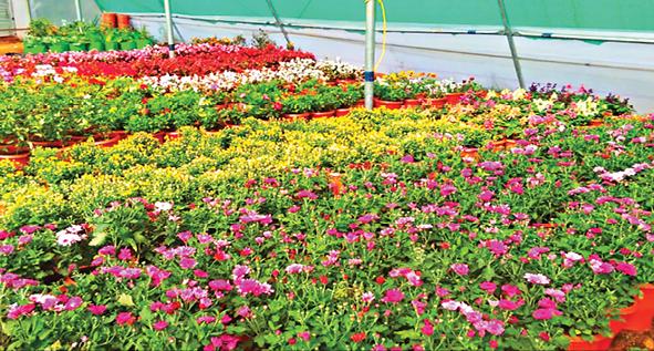 ஏற்காடு கோடைவிழா இன்று தொடக்கம்!! மலர் கண்காட்சியை காண சுற்றுலா பயணிகள் ஆர்வம்!!