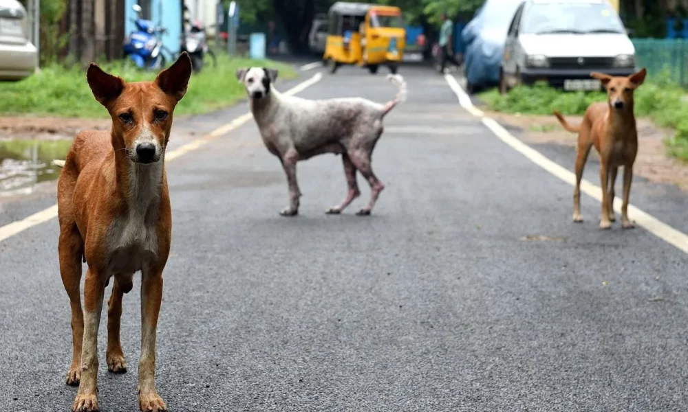 நாய்களுக்கு உணவளிக்க தனியாக ஒரு இடம்! சென்னை மாநகராட்சி அறிவிப்பு!!