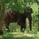 Arikomban elephant roaming around Kambam area!! Public fear!!