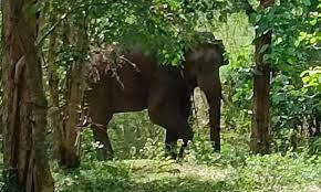Arikomban elephant roaming around Kambam area!! Public fear!!