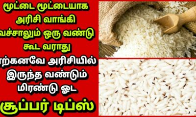 worms-in-rice-easy-ways-to-get-rid-of-it