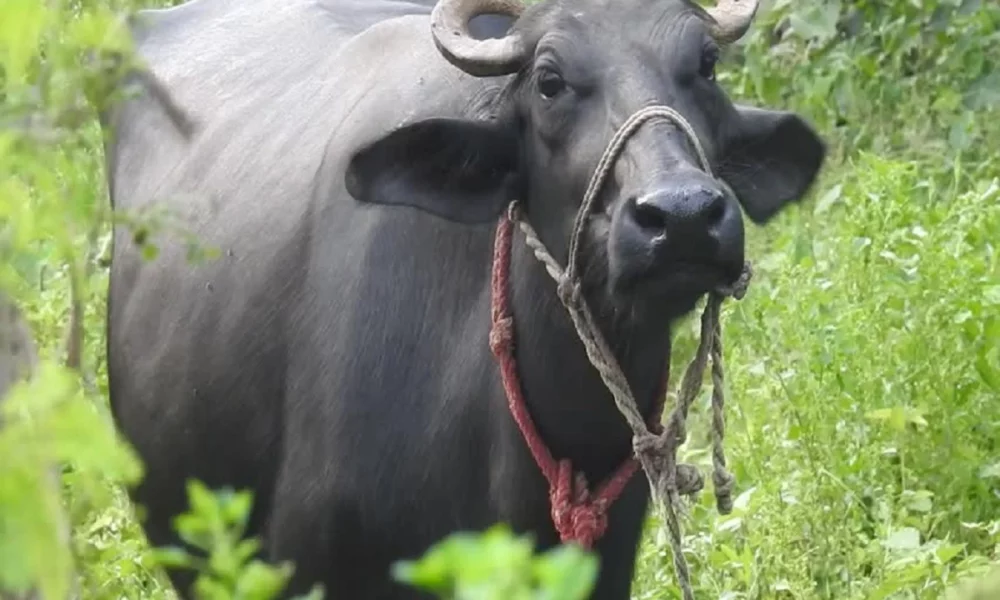 எருமை மாட்டை ஜோடி சேர விடாமல் தடுத்த நபர்!! தடுத்த நபரை குத்தி கொலை செய்து பழிக்கு பழி வாங்கிய எருமை!!