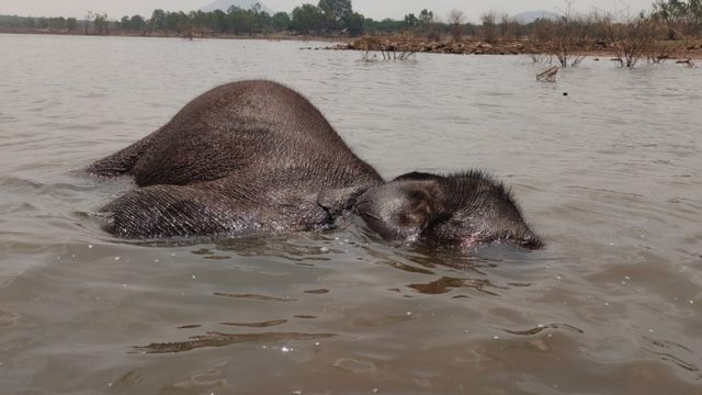 மோர்தானா அணையில் யானை மூழ்கி உயிரிழப்பு… குடியாத்தம் அருகே சோகத்தை ஏற்படுத்தியுள்ளது!!