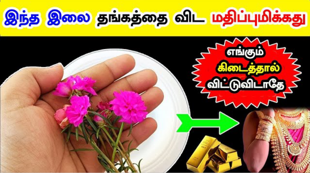 இந்த இலை தங்கத்தை விட பெரியது!! எங்கேயாவது கிடைத்தால் விட்டு விடாதீர்கள்!!