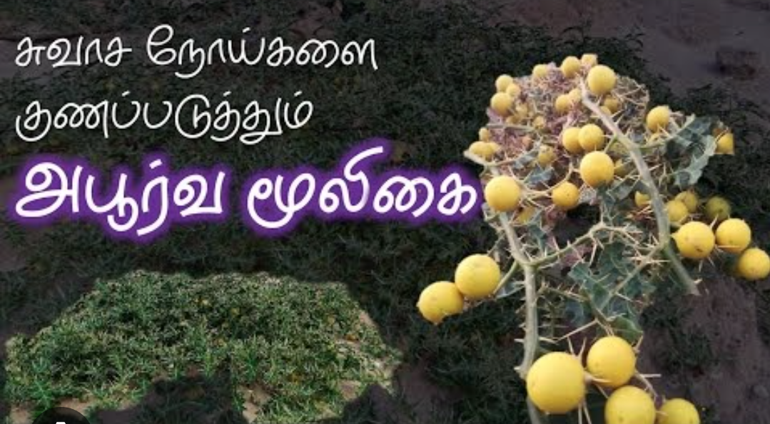 சுவாச நோய்களை விரட்டும் மூலிகை காஃபி… இதை எவ்வாறு தயார் செய்வது…