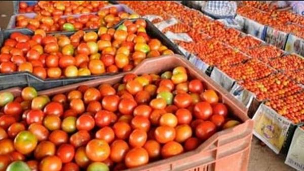 ஒரே நாளில் 4 லட்சம் வருமானம்… தக்காளி விற்று லட்சாதிபதி ஆன இளம் விவசாயி!!